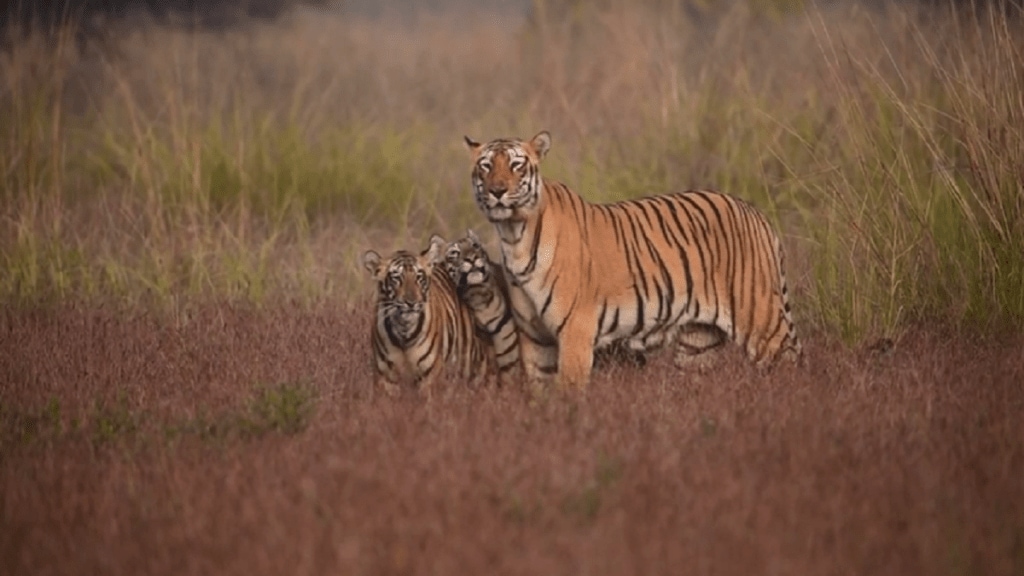 Tadoba Chhoti Tara Tiger, Tadoba Tiger Video,