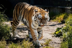 terror among the villagers after tiger kills man in melghat