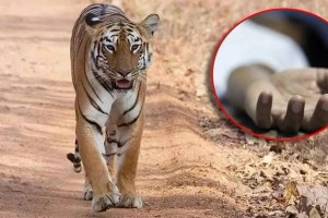 Farmer killed in tiger attack