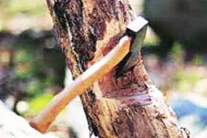 three thousand trees cut every year in pimpri chinchwad