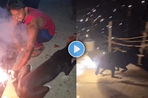 Viral video of two youths tying firecrackers to a dog's tail terrifying diwali video viral on social media