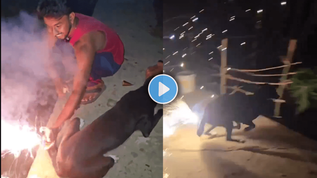 Viral video of two youths tying firecrackers to a dog's tail terrifying diwali video viral on social media