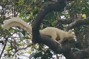 white giant squirrel spotted in mahabaleshwar