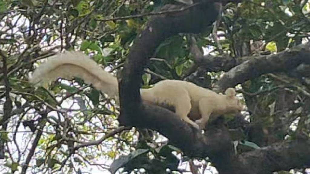 white giant squirrel spotted in mahabaleshwar