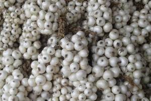 white onion of alibaug hit late in the market this year due delay in planting and prolonged rains