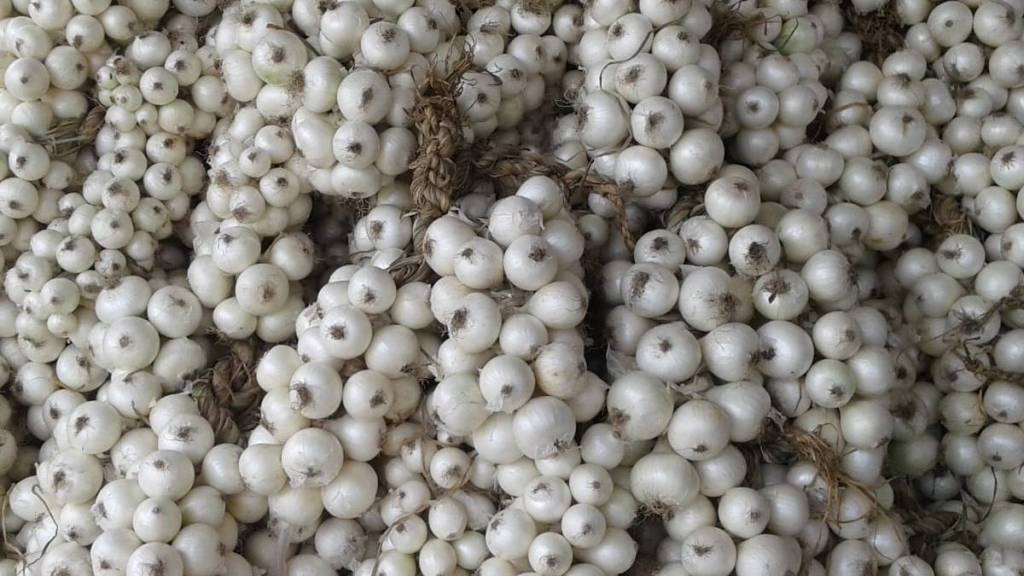 white onion of alibaug hit late in the market this year due delay in planting and prolonged rains