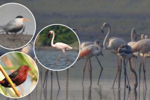 Increase in bird population in Nandurmadhyameshwar Sanctuary