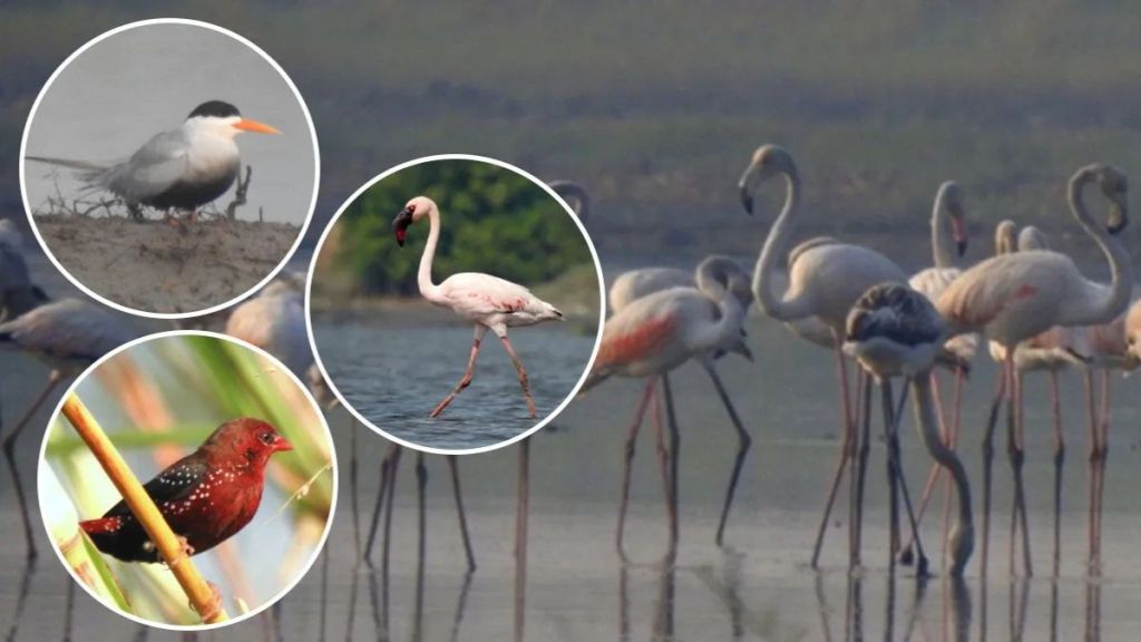 Increase in bird population in Nandurmadhyameshwar Sanctuary