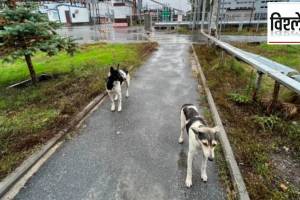 dogs in Chernobyl