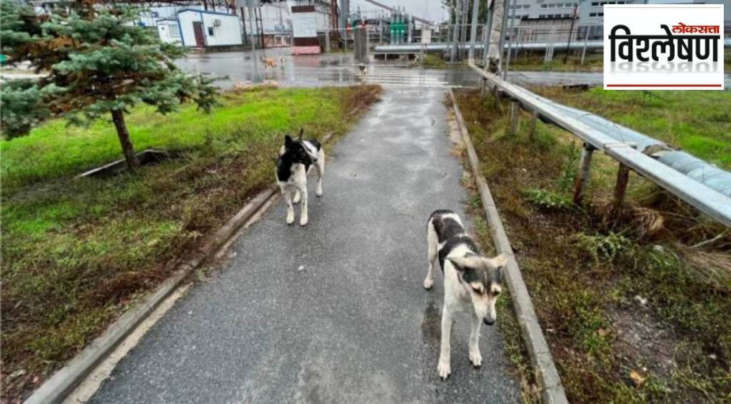 dogs in Chernobyl