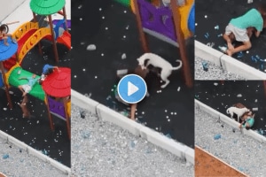 Dogs suddenly attack a toddler playing on the Slider grab his leg in their jaws Heartbreaking video Viral