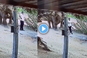 Elephant politely asks man to step aside in viral video wins hearts online