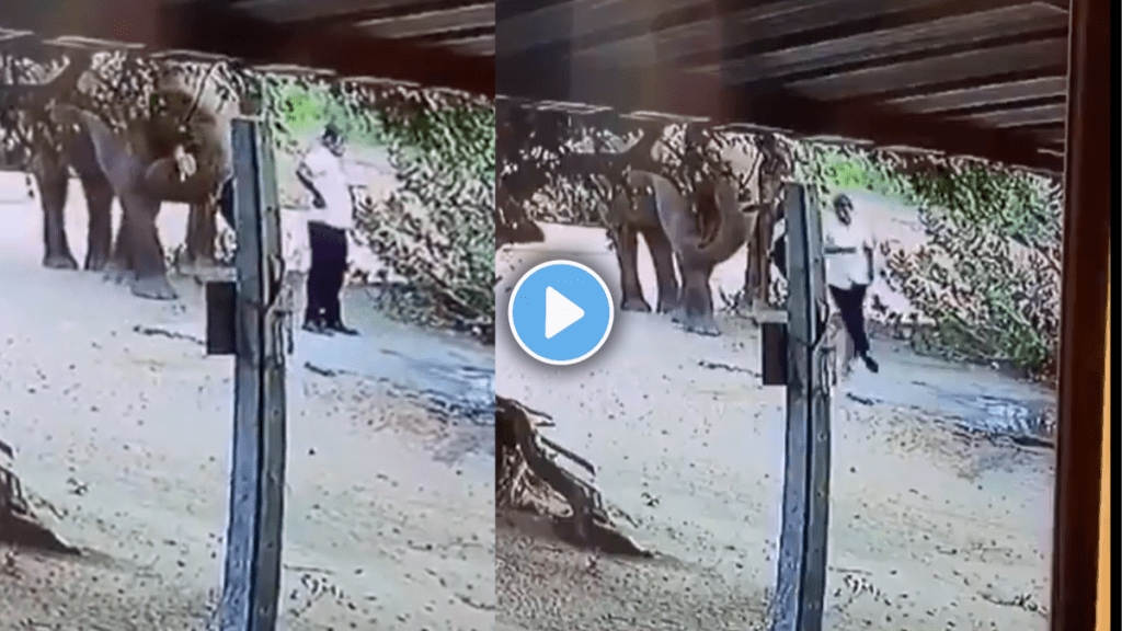 Elephant politely asks man to step aside in viral video wins hearts online