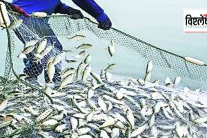 Why has fish production in Konkan decreased this year print exp