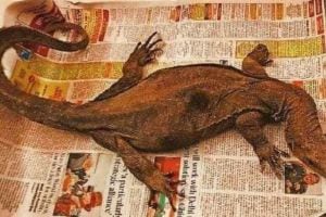 Rescue of Bengal monitor found in office