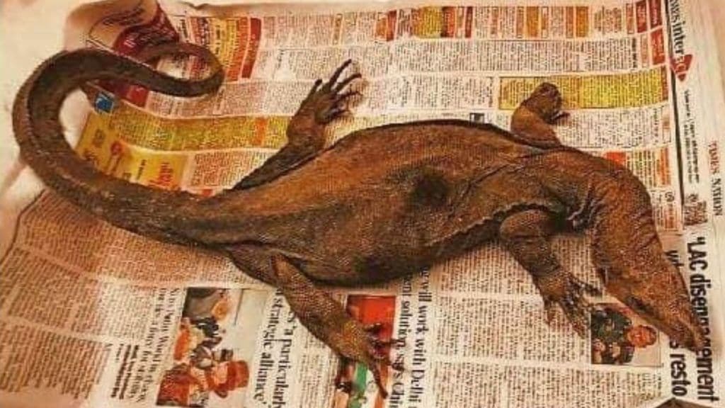 Rescue of Bengal monitor found in office