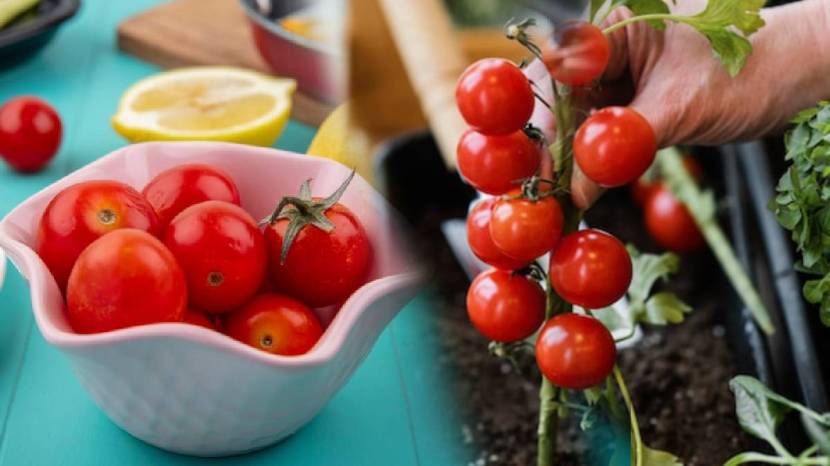 Growing Tomatoes At Home