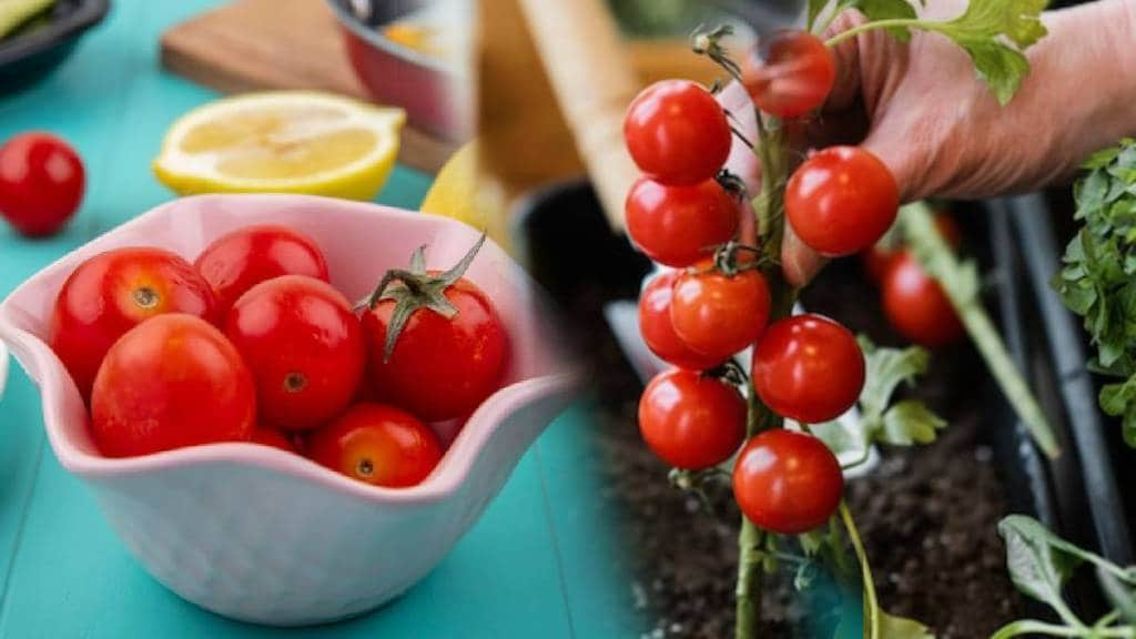 farmers receive Rs 5 to 8 per kg for tomatoes due to low demand from major markets