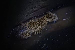 leopard cub was looking for prey and fell into well in ratnagiri