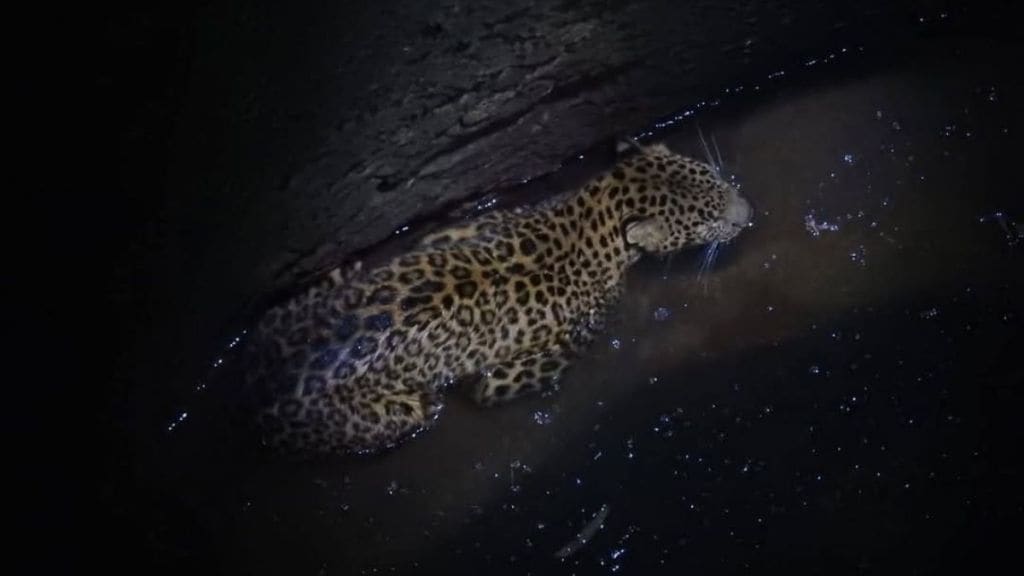 leopard cub was looking for prey and fell into well in ratnagiri