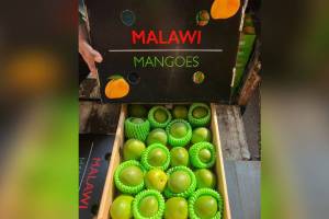 Malawi mangos production declines arrivals in APMC market on the decline