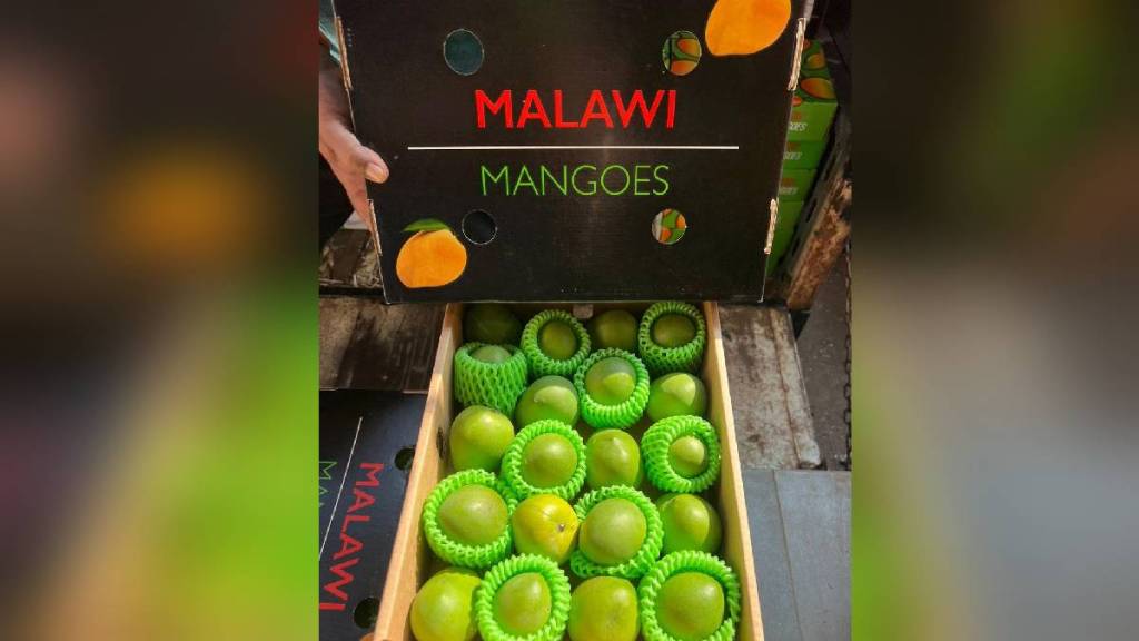 Malawi mangos production declines arrivals in APMC market on the decline