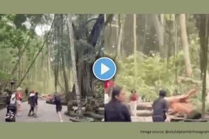 Massive tree falls in Ubud Monkey Forest in Bali kills two tourists tragic incident caught on camera