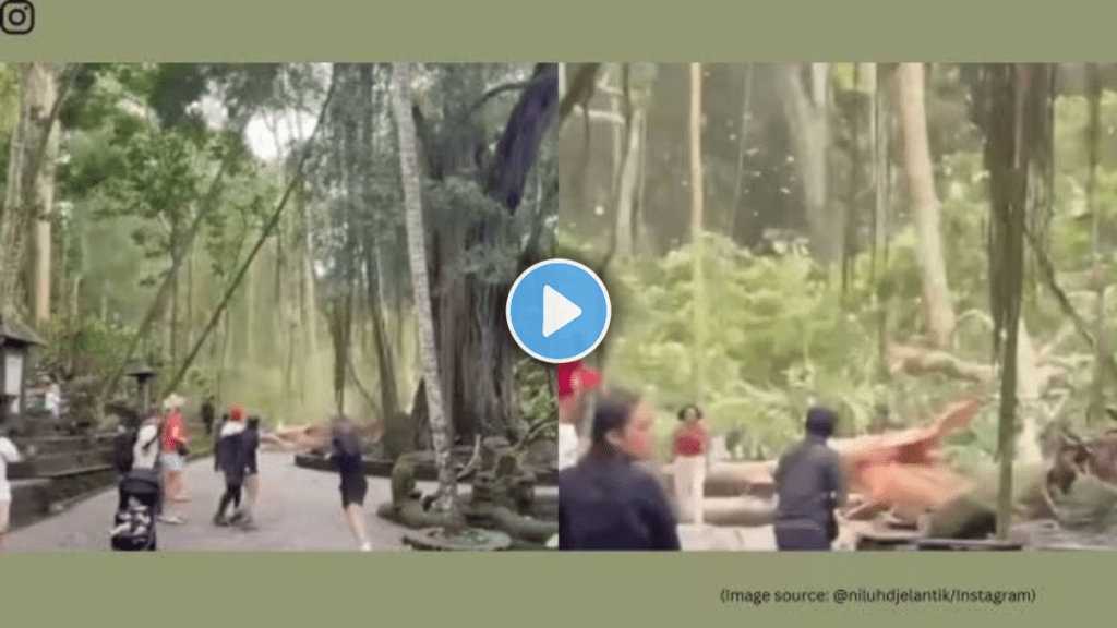 Massive tree falls in Ubud Monkey Forest in Bali kills two tourists tragic incident caught on camera