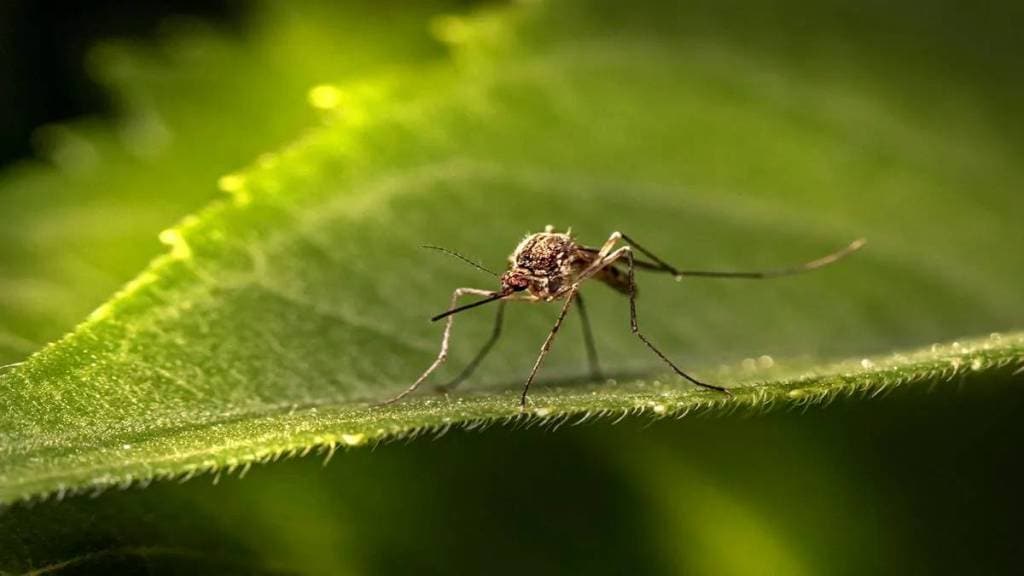 Kalyan Dombivli citizens worried about the increasing nuisance of mosquitoes