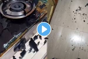 Gas Stove Explosion In Kitchen While Making Food Shocking Video Goes Viral on social media