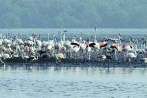 Navi Mumbai city is called the Flamingo City This year arrival of flamingo bired delayed