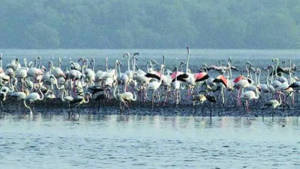 Bird lovers expressed displeasure over filming flamingos with drones for Netflix Sikandar Ka Muqaddar movie