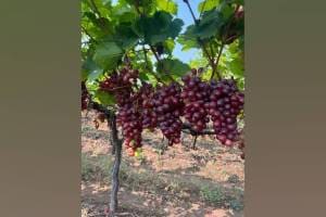 Pre season grapes fetching prices ranging from Rs 140 to Rs 200 per kg due to reduction in production due to unseasonal rains