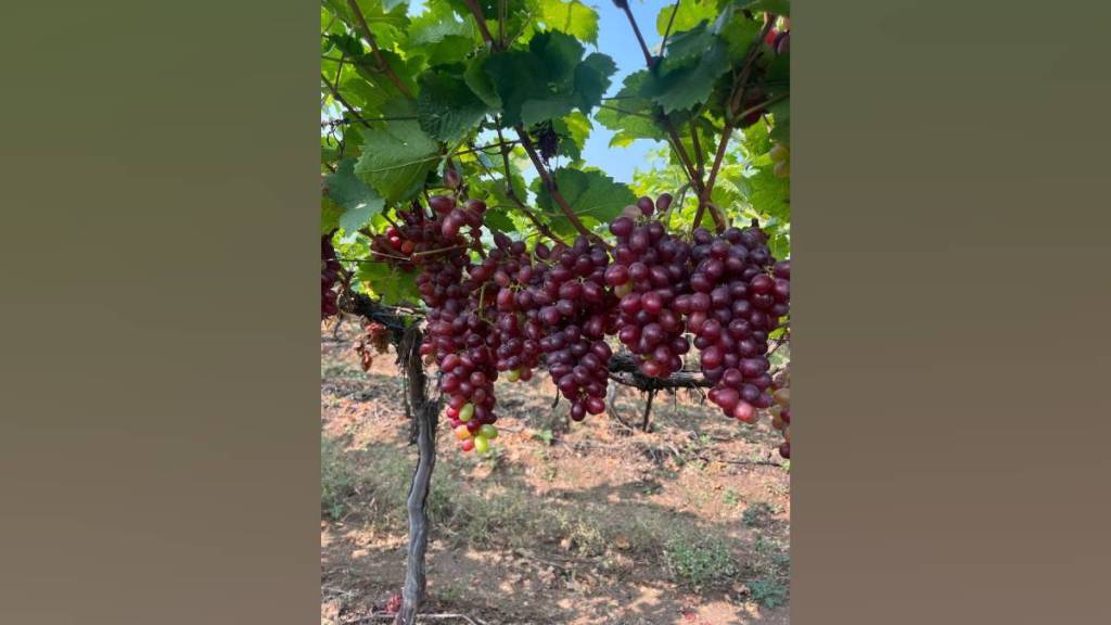 Pre season grapes fetching prices ranging from Rs 140 to Rs 200 per kg due to reduction in production due to unseasonal rains