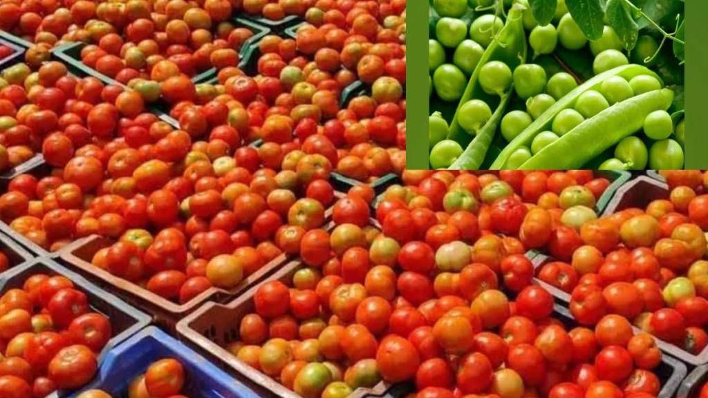 In Mumbai Agricultural Produce Market Committee arrival of tomatoes and peas is decreasing and prices have increased