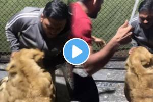 Shocking video of Pet Lion Became Aggressive And Attacked A Man In Its Cage Animal Video goes viral