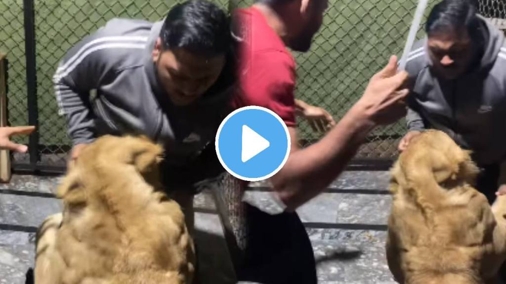 Shocking video of Pet Lion Became Aggressive And Attacked A Man In Its Cage Animal Video goes viral