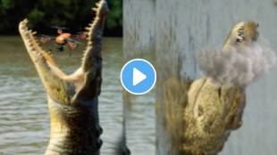 Shocking video Flying Drone Blasts Into A Crocodiles Mouth While It Is Eating Animal Video Viral