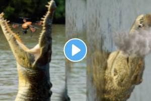 Shocking video Flying Drone Blasts Into A Crocodiles Mouth While It Is Eating Animal Video Viral