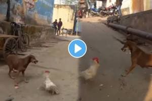 Dog Vs Chicken Fight See Who Will Win Animal Video Viral surprise after result dog scared from this bird watch viral video