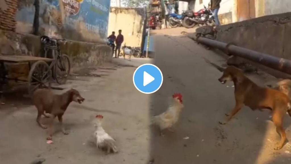 Dog Vs Chicken Fight See Who Will Win Animal Video Viral surprise after result dog scared from this bird watch viral video