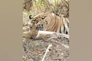 In Khambhadi Koturli village Bhandara district sighting of tiger in broad daylight has created excitement among the villagers