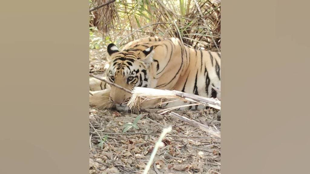 In Khambhadi Koturli village Bhandara district sighting of tiger in broad daylight has created excitement among the villagers