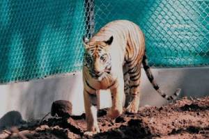 Odisha Forest Department started efforts to bring back Zeenat tigress that entered forests of Jharkhand