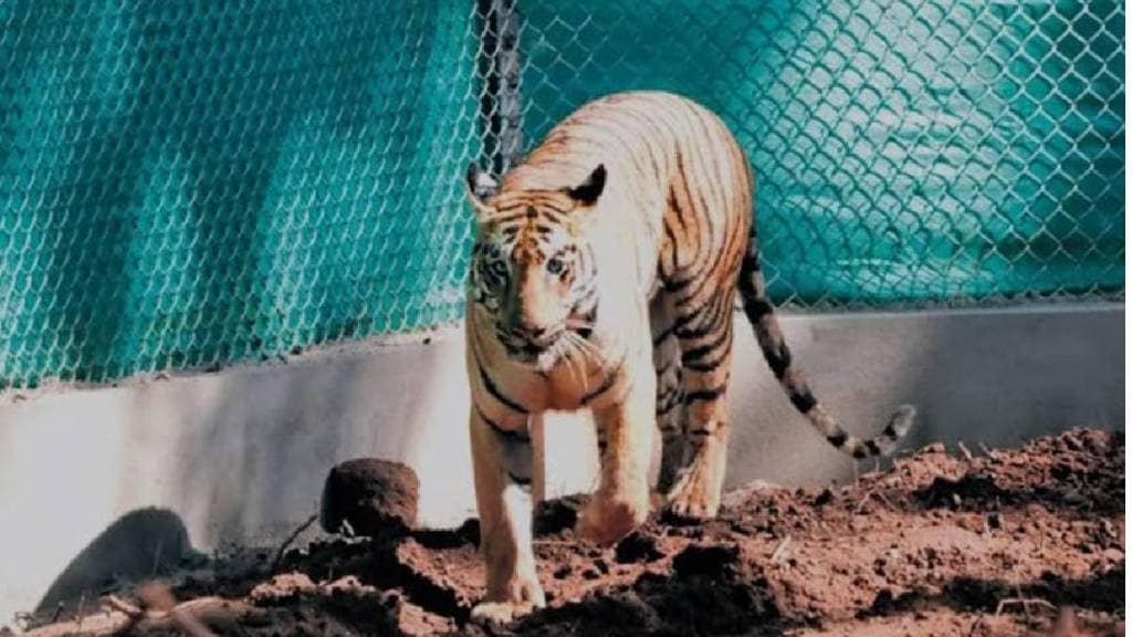 Odisha Forest Department started efforts to bring back Zeenat tigress that entered forests of Jharkhand