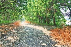 road along Seawoods creek flamingo habitat was recommended for closure