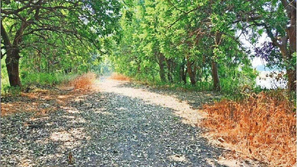 road along Seawoods creek flamingo habitat was recommended for closure