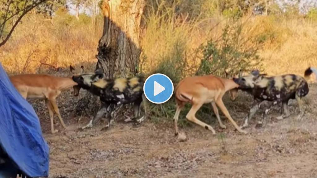 attack by a wild dog on a deer