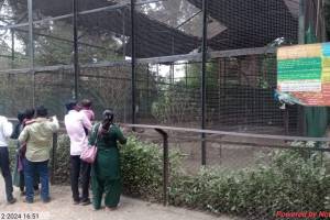 snake entered tiger cage in British era Maharajbagh Zoo staff noticed it immediately and pulled snake out