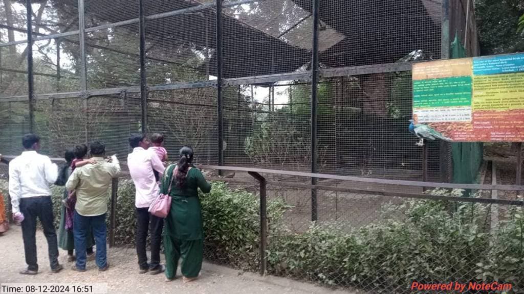 snake entered tiger cage in British era Maharajbagh Zoo staff noticed it immediately and pulled snake out